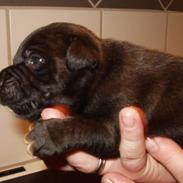 Staffordshire bull terrier Elvis