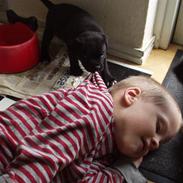 Staffordshire bull terrier Elvis