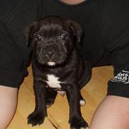 Staffordshire bull terrier Elvis