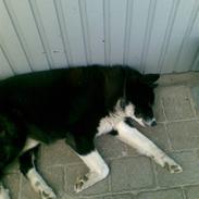 Karelsk bjørnehund Misko