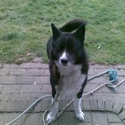 Karelsk bjørnehund Misko