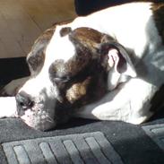 Amerikansk bulldog Julius