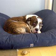 Amerikansk bulldog Julius