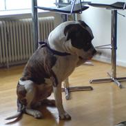 Amerikansk bulldog Julius