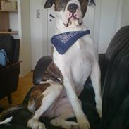 Amerikansk bulldog Julius