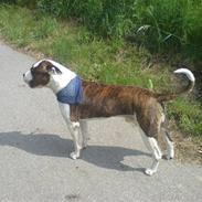 Amerikansk bulldog Julius