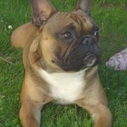 Fransk bulldog Hubert