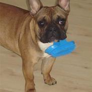 Fransk bulldog Hubert