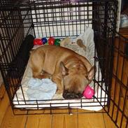 Fransk bulldog Hubert