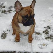 Fransk bulldog Hubert
