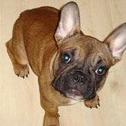 Fransk bulldog Hubert
