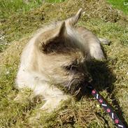 Cairn terrier Ferns Quickstepper