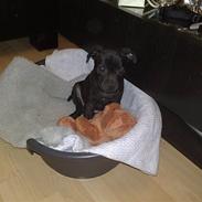 Staffordshire bull terrier Sanchez