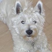 West highland white terrier Lucky