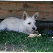 West highland white terrier Lucky