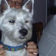 West highland white terrier Lucky