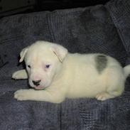 Blanding af racer Cæzar