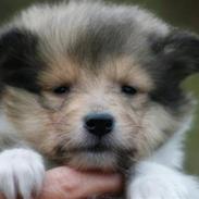 Collie langhåret Tvingsfields Sweet Penelope