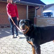 Rottweiler Zenta