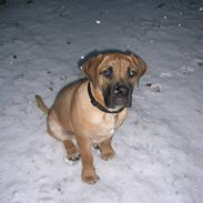 Boerboel Anasha Murphy