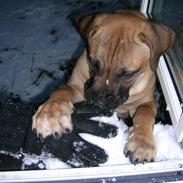 Boerboel Anasha Murphy