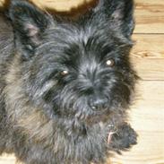 Cairn terrier Cheri