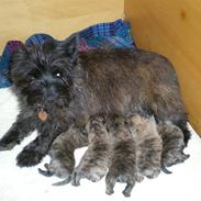Cairn terrier Cheri