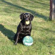 Labrador retriever Luna