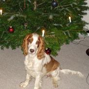 Cocker spaniel Fie