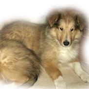 Collie langhåret Neptun