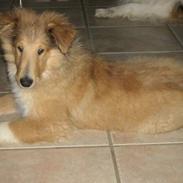 Collie langhåret Neptun