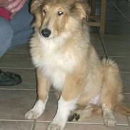 Collie langhåret Neptun