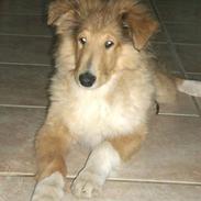 Collie langhåret Neptun