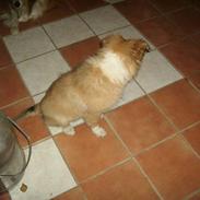 Collie langhåret Neptun