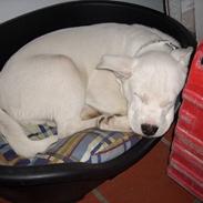 Blanding af racer Cæzar