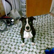 Amerikansk staffordshire terrier Nala