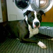 Amerikansk staffordshire terrier Nala