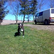 Amerikansk staffordshire terrier Nala