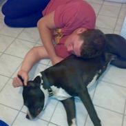 Amerikansk staffordshire terrier Nala