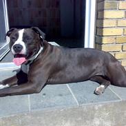 Amerikansk staffordshire terrier Nala