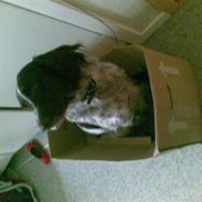 Kleiner münsterländer King