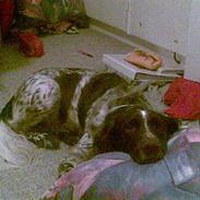 Kleiner münsterländer King