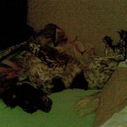 Kleiner münsterländer King