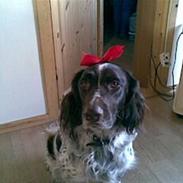 Kleiner münsterländer King