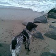 Kleiner münsterländer King