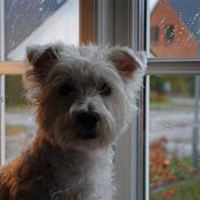 West highland white terrier Bandit