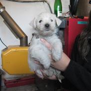 West highland white terrier Bandit