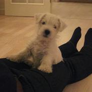 West highland white terrier Bandit