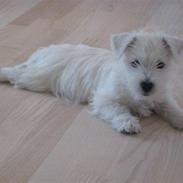West highland white terrier Bandit