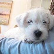West highland white terrier Bandit